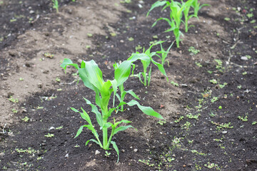 トウモロコシの苗