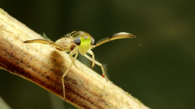 Adult Water Boatman (Cymatia americana) underwater in a pond, perched on a blade of dead grass while it grooms itself, face-on view before it swims away, macro close-up. 