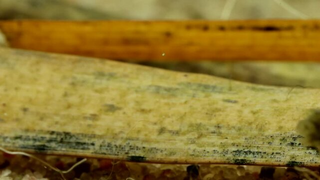 Adult Water Boatman (Cymatia americana) underwater in a pond, briefly perched on a blade of dead grass before darting away, macro close-up. 