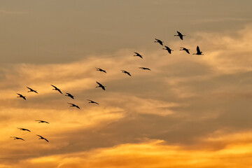 Sandhill cranes at sunset; Crane Trust; Nebraska
