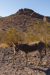 Wild burro in the desert

