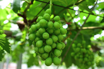 栽培中のブドウ