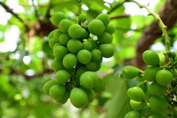 栽培中のブドウ