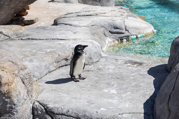 African black-footed penguin in a zoo
