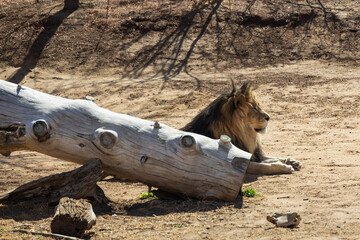 Lion laying on the ground