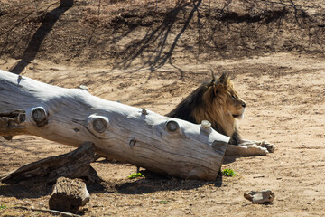 Lion laying on the ground
