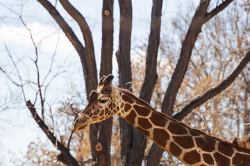 Reticulated giraffe - obrazy, fototapety, plakaty