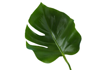 Bright green monstera leaf ideal for summer vacation aesthetics, isolated on white background © Atlas