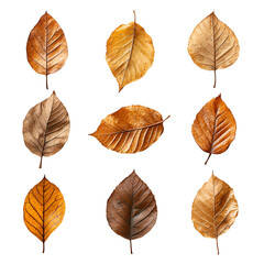 Dried Autumn Leaves Collection Dark Background,