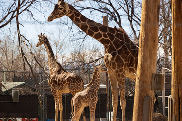 Reticulated giraffes with calf in the zoo
