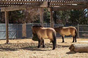 Przewalski's horses in a zoo