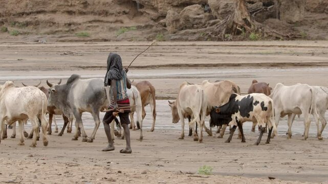 A herdsman moves his cattle down a dry riverbed in the Omo Valley of Ethiopia.