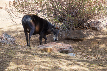 Yellow-backed Duiker in a zoo