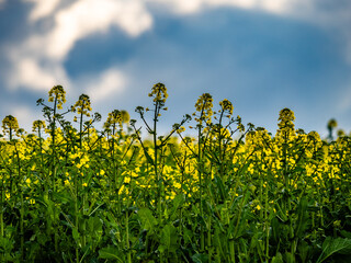 Rapsfeld im Frühjahr