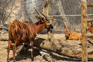 Eastern Bongo in a zoo