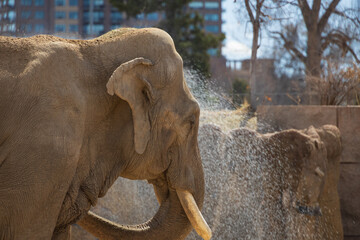 Elephant with short tusks getting sprayed with water
