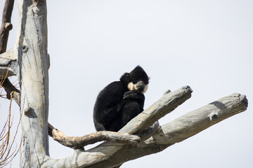 Male northern white-cheeked gibbon in a tree