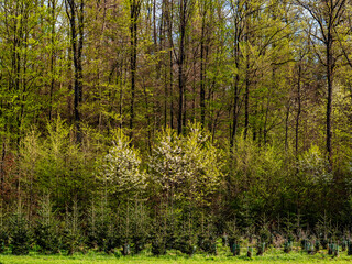 Obraz premium Wiederaufforstung im Nadelwald