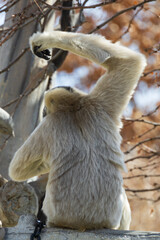 Female northern white-cheeked gibbon in a tree