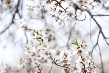 Blossoming tree branches on spring day, closeup