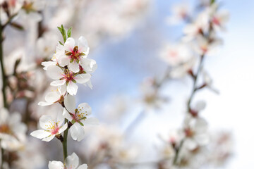Blossoming tree branch on spring day, closeup