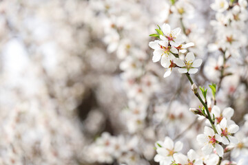 Blossoming tree branch on spring day, closeup