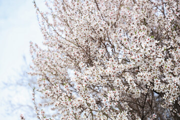 Blossoming tree against sky on spring day