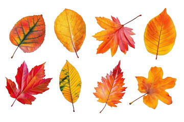 Fototapeta premium Isolated Autumn Leaves Set On Transparent Background Digital Illustration