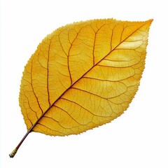 Obraz premium Golden Autumn Leaf: A Close-Up Macro Photograph of a Withered Leaf, Showcasing its Intricate Veins and Texture against a Pure White Background