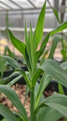 Obraz premium Vibrant Green Corn Plant Sprout in Greenhouse