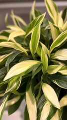 Naklejka premium Variegated Plant Leaves Close Up Green White