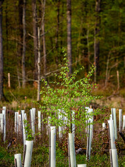 Wiederaufforstung im Mischwald im Frühjahr