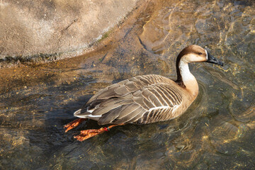 Swan goose swimming in a pond