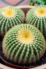 Three Golden Barrel Cactus Plants in Pot