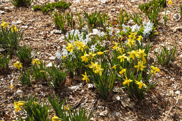 Daffodils in a field