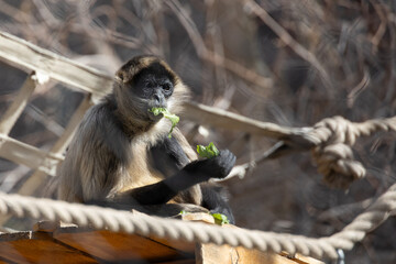 Black-handed spider monkey sitting in a tree