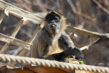 Black-handed spider monkey sitting in a tree