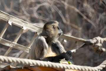 Black-handed spider monkey sitting in a tree