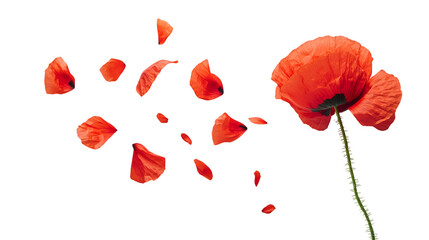 A red poppy flower with flora isolated on white background