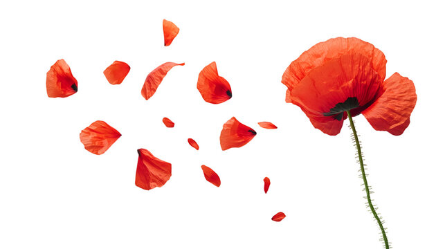 Poppy On White Images – Browse 295,576 Stock Photos, Vectors, and Video ...