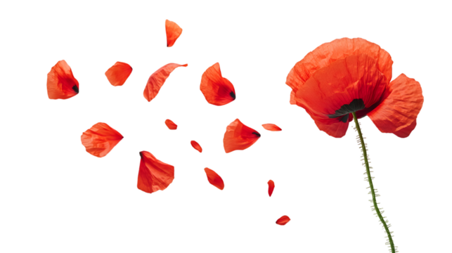 A red poppy flower with flora isolated on white background