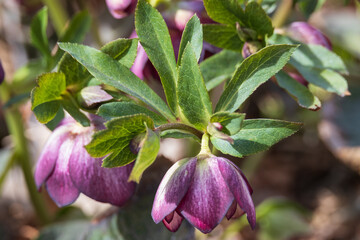 Lenten Rose, flower close-up