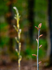 Wiederaufforstung im Mischwald im Frühjahr