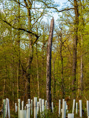 Abgestorbene Bäume im Wald