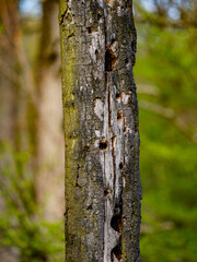 Abgestorbene B&auml;ume im Wald