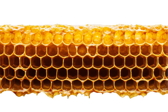 Isolated Honeycomb Macro Photo Yellow Hexagonal Structure Background