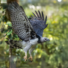 A majestic Harpy Eagle (Harpia harpyja) captured mid-flight with wings fully spread. Native to Central and South America, the Harpy Eagle is one of the largest and most formidable birds of prey.