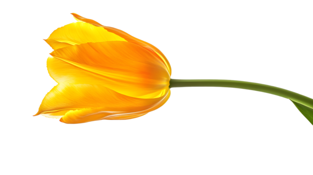 A single yellow tulip flower isolated on white