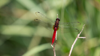 Red dragonfly resting on a twig in the grass in summer