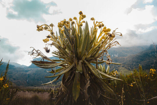 Vista de frailejones en las altas monta&ntilde;as andinas del p&aacute;ramo Colombiano con flores amarillas, flores de frailej&oacute;n